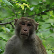 Monkey in Tree