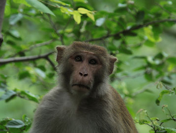 Monkey in Tree
