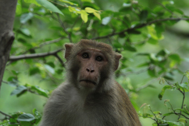 Monkey Day