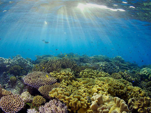 reef safe sunscreen