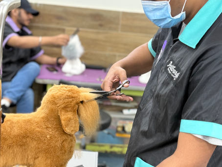 How to Start a Career in Pet Grooming Without Experience