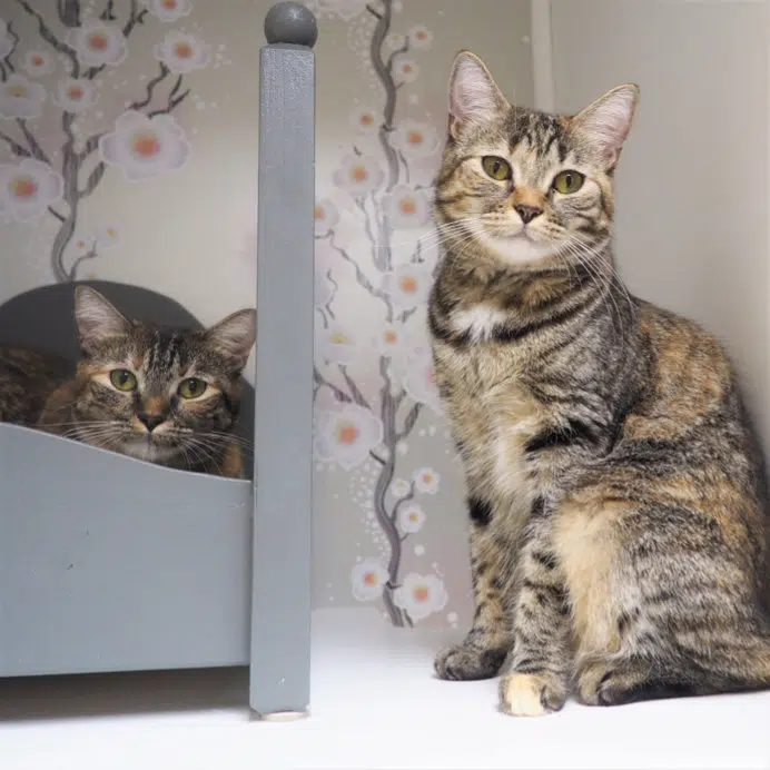 cat boarding 2.webp