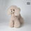 Thumbnail: Mr.Jiang Teddy Full Hair Model Dog