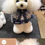 Thumbnail: Mr.Jiang Teddy Head Hair Model Dog