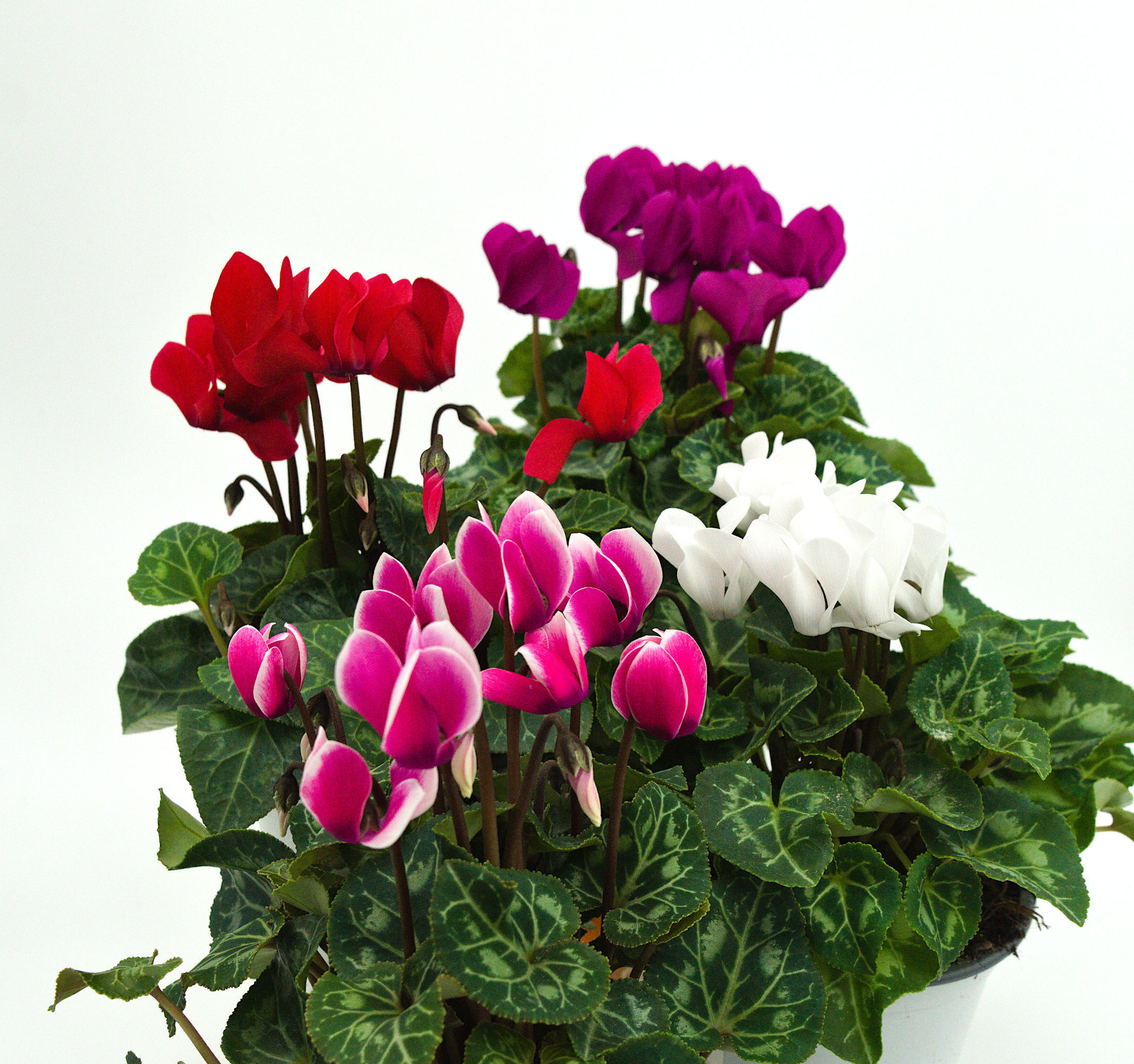 Mehrere Alpenveilchen Cyclamen persicum blüht rot, rosa, violett, weiß