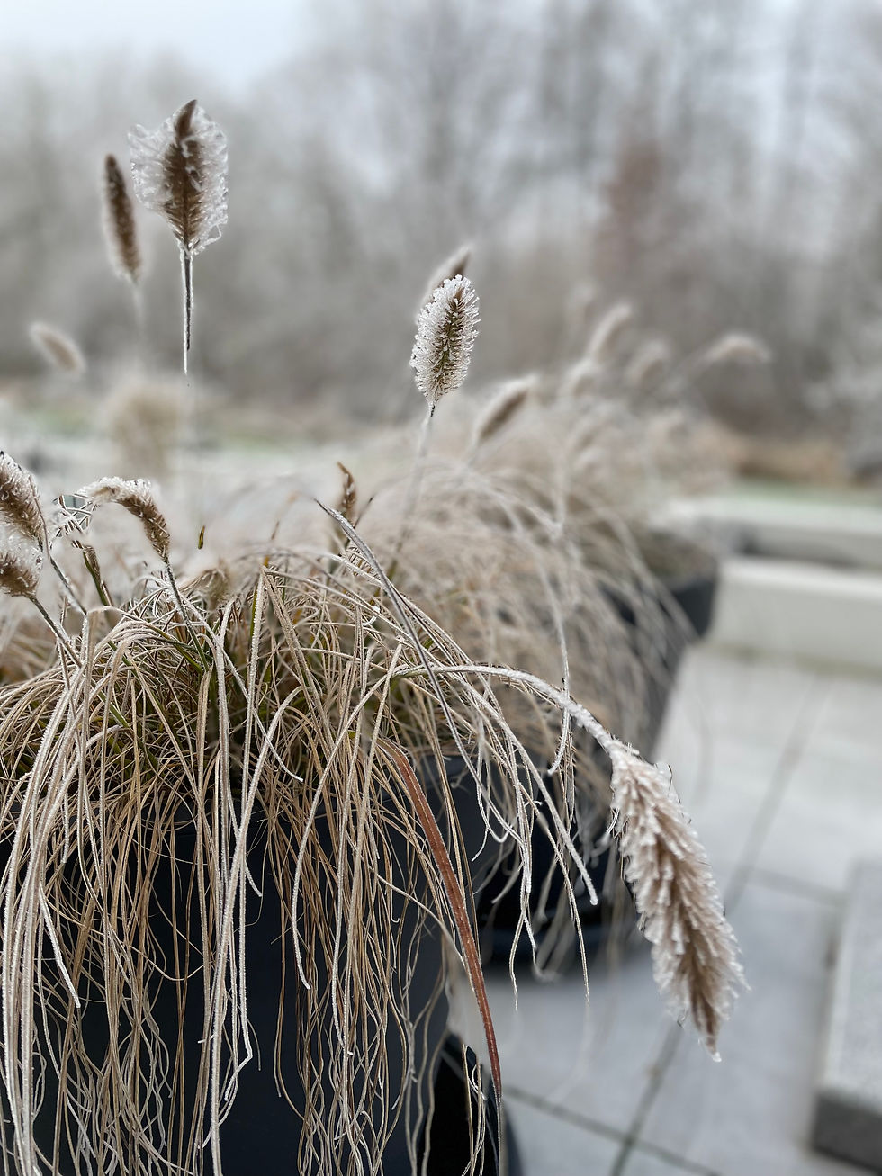 Winter
