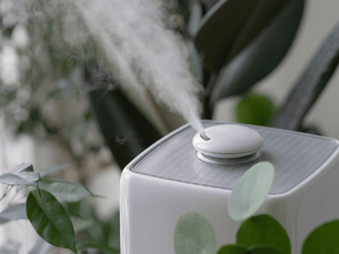 A white air purifier for allergies emits mist among green leaves in a bright, serene setting. The background is blurred with soft natural lighting.