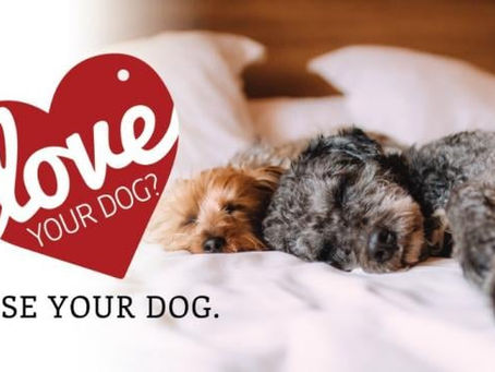 A Reminder to License Your Dogs