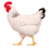 Thumbnail: Chicken( মুরগি )
