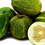 Thumbnail: Cucumber( শসা )
