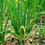 Thumbnail: Onion Leaves পিয়াজের পাতা 