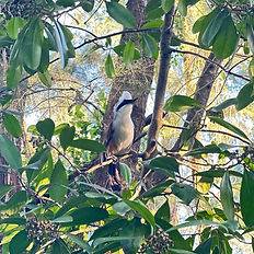 Bird at Punggol