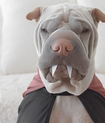 dog in costume
