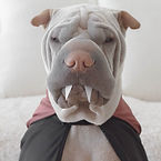 dog in costume