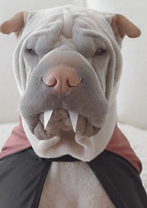 dog in costume