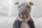 dog in costume
