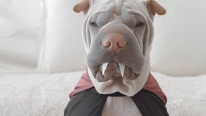 Chocolatey Facts Every Pet Owner Should Know
