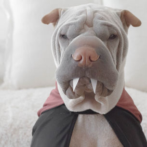 Why you should get pest control if you have a pet.