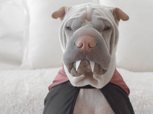 Aloft Hotels Treats Working Dogs to Free Dog Brew on International Dog Day