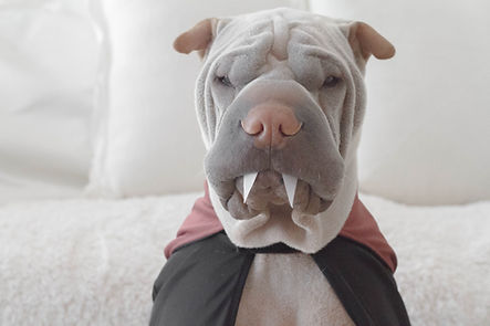 dog in costume