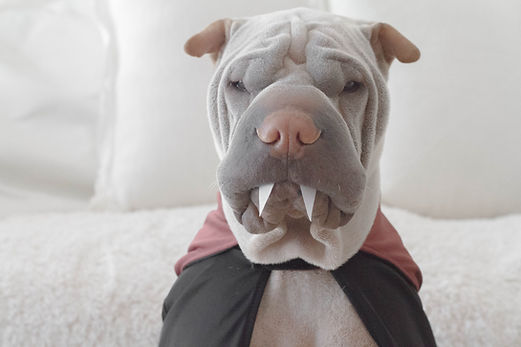 Shapei dog with dracula teeth