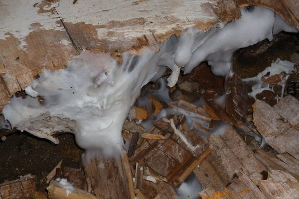 Mérule pleureuse n'est pas un champignon opportuniste. elle ne s'installe que lorsque toute les conditions sont réunies. Sa présence est toujours le signe d'un déséquilibre profond du bâti