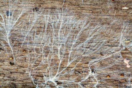 La mérule, non scientifique Serpula Lacryman est un champignon dit lignivore.