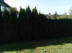 Taille d'une haie de Thuya à Mabompré