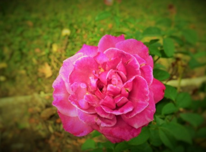 Rose