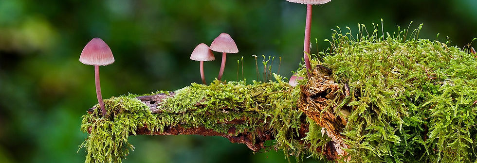mushrooms-2798150_1280.jpg
