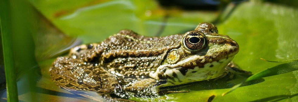 frog-3391119_1280.jpg