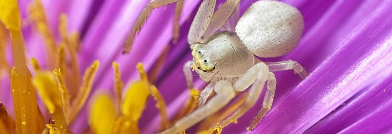 spider-8154872_640.jpg