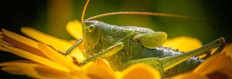 cricket-8865989_640.jpg