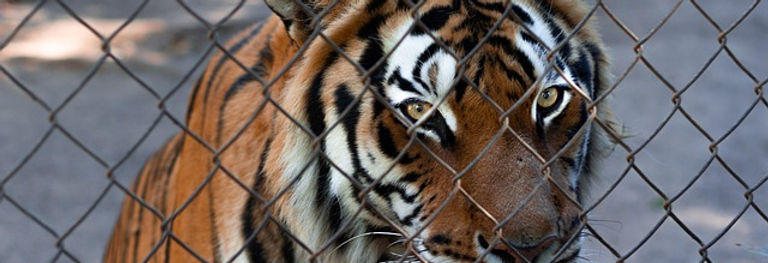 tiger-5923710_640.jpg
