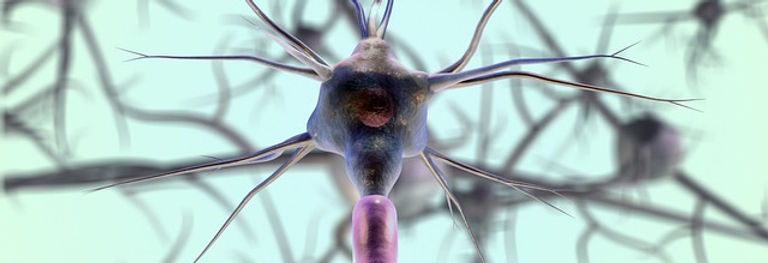 neurons-7079536_640.jpg