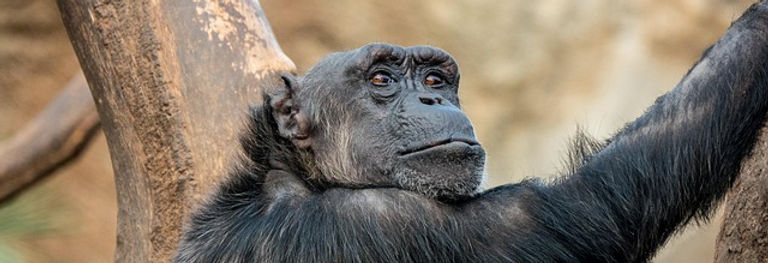 animal-7101438_640.jpg