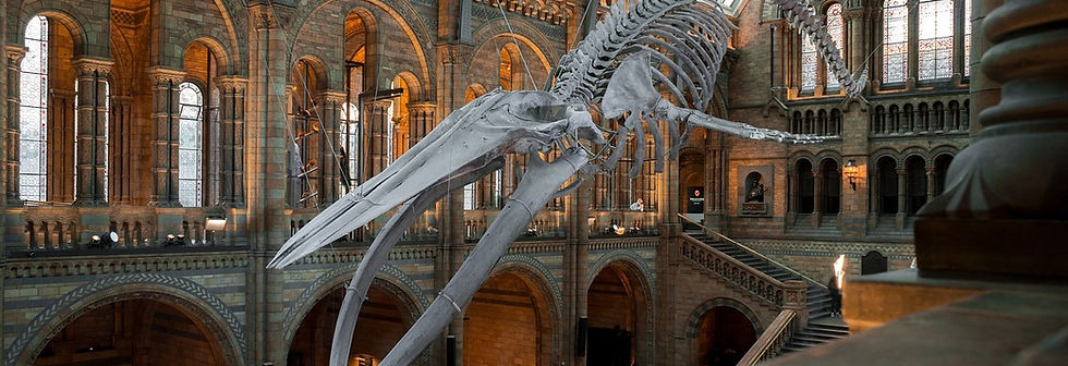 national-history-museum-4314035_1280.jpg
