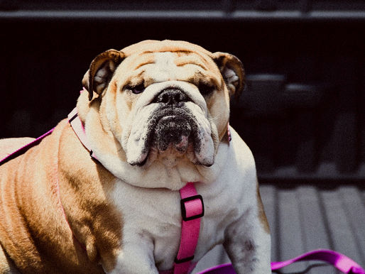 Babydog Justice Charged with Embezzling Vaccination Lottery Funds