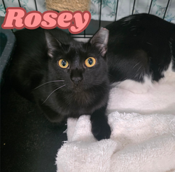 Rosey