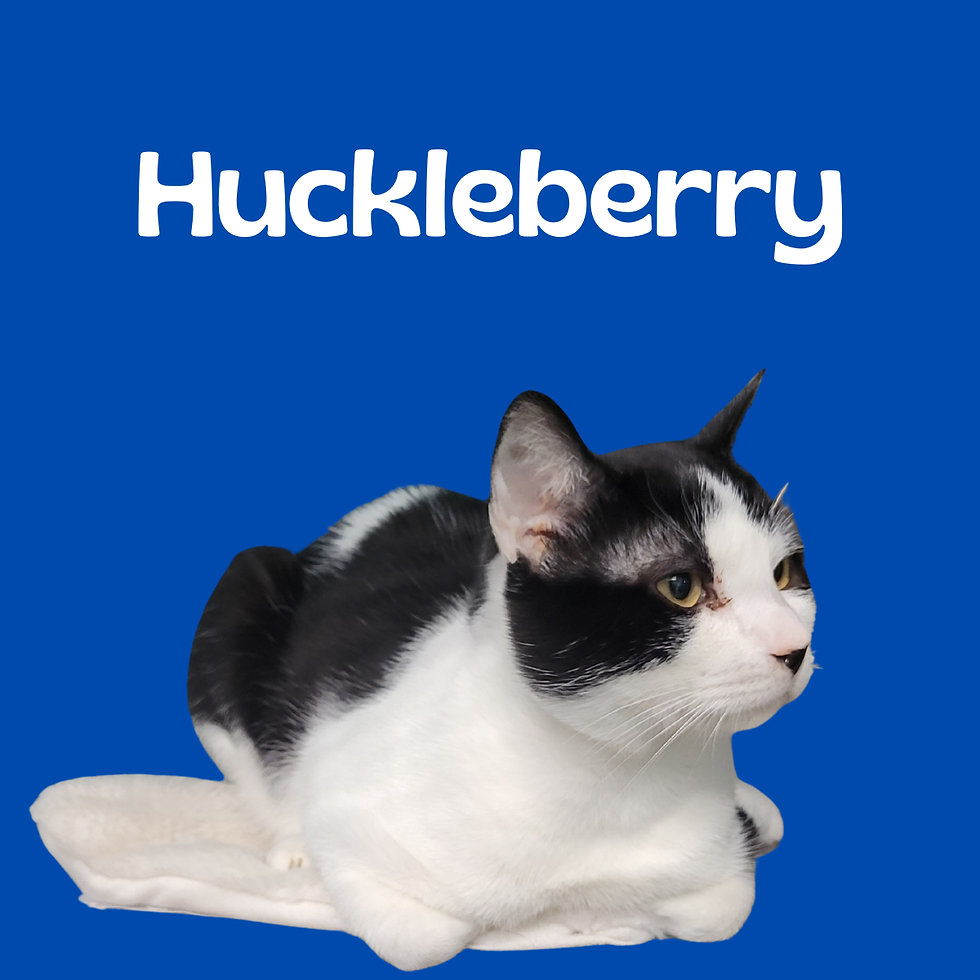Huckleberry