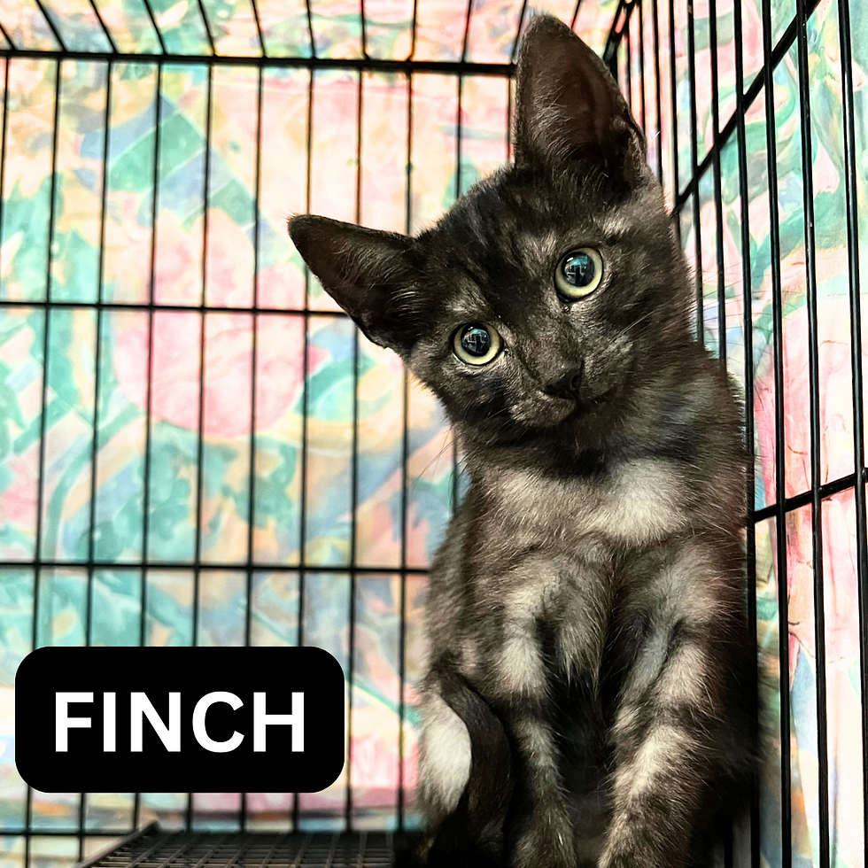 FINCH