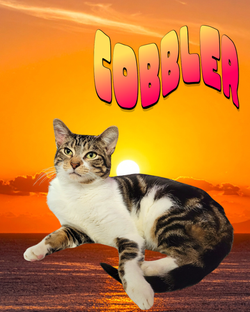 Cobbler