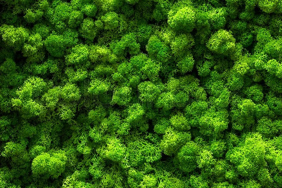 Inspiration color 3.jpeg
