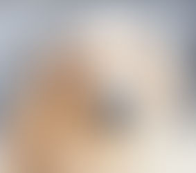 The Remarkable Benefits of Turkey Tail Mushrooms in Hemangiosarcoma Treatment for Dogs