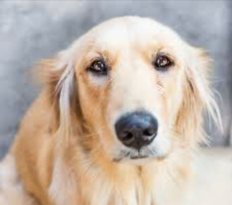 The Remarkable Benefits of Turkey Tail Mushrooms in Hemangiosarcoma Treatment for Dogs