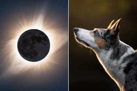 Solar Eclipse and Your Pet: How to Keep Your Furry Friend Safe