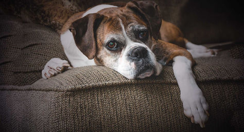 Mighty Mushrooms: Boosting Your Dog's Health Against Cancer!