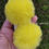 Miniatura: PARZINHO POMPOM P ELÁSTICO/BICO DE PATO