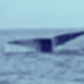 La vie après la mort des baleines