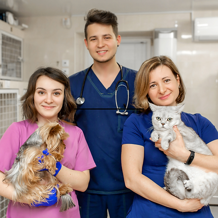 Veterinary Professionals at Work